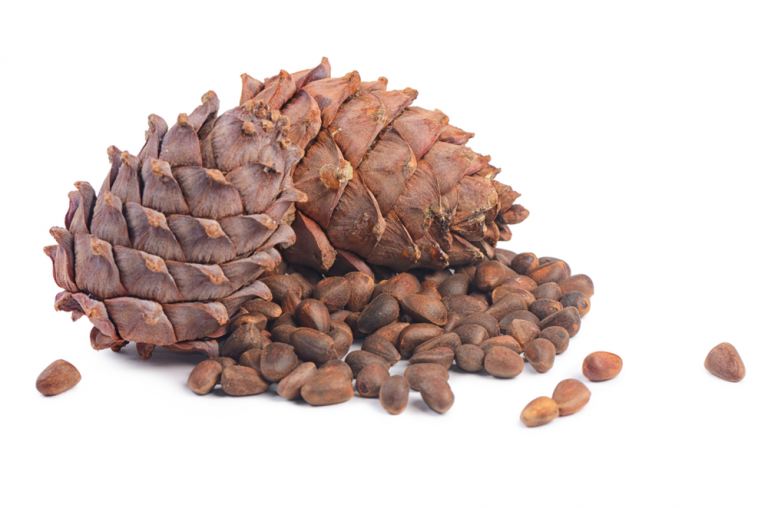 Where do pine nuts come from? Harvesting Siberian pine nuts by hand in