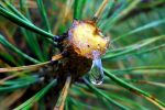 Siberian Pine Nut Oil Enriched with Pine Resin - 5% extract - Image 3