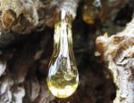 Siberian Pine Nut Oil Enriched with Pine Resin - 20% extract - Image 3